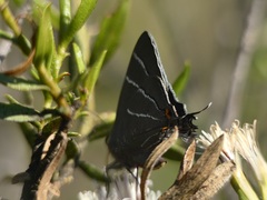 Atlides thargelia