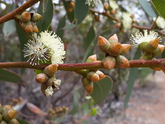 Eucalyptus conglobata