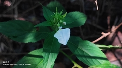 Pombalia communis, photograph Thomaz Ricardo Favreto Sinani, CC BY, iNaturalist via GBIF