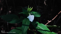 Pombalia communis, photograph Thomaz Ricardo Favreto Sinani, CC BY, iNaturalist via GBIF