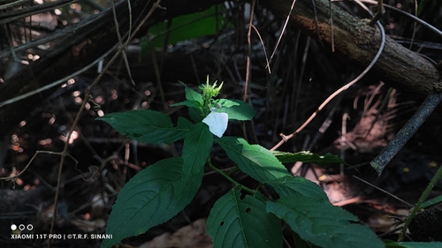 Pombalia communis, photograph 5