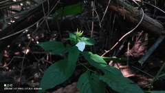 Pombalia communis, photograph Thomaz Ricardo Favreto Sinani, CC BY, iNaturalist via GBIF