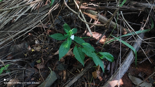 Pombalia communis, photograph 6