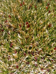 Oxychloe andina