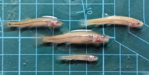 Eightbarbel loach (Lefua costata) — Nemacheilidae — 2