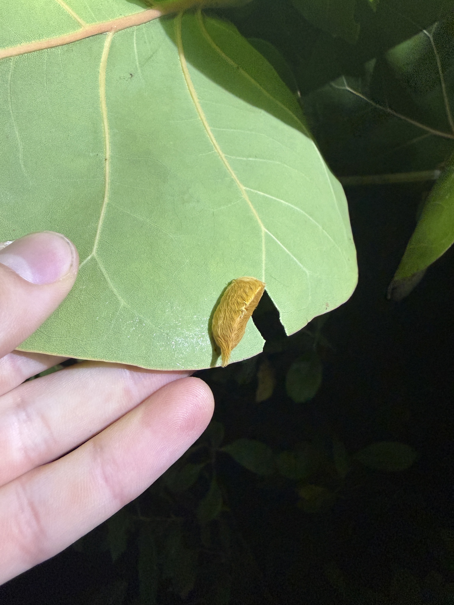 Southern Flannel Moth in Austin, TX - Slide 4
