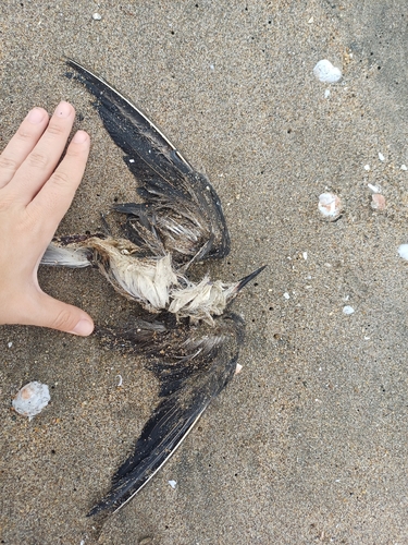 Black Tern (Chlidonias niger)