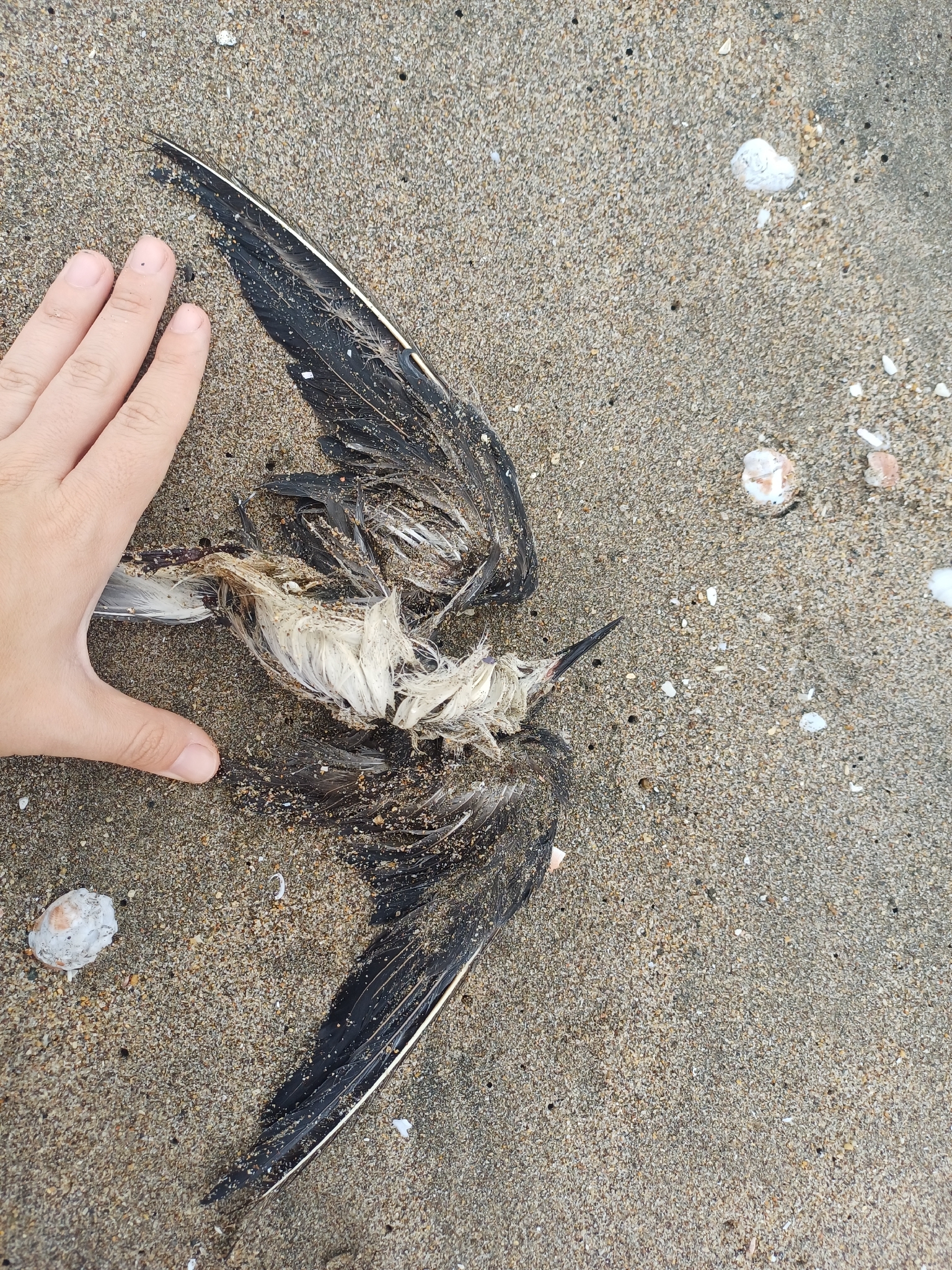 Black Tern (Chlidonias niger), photo 1
