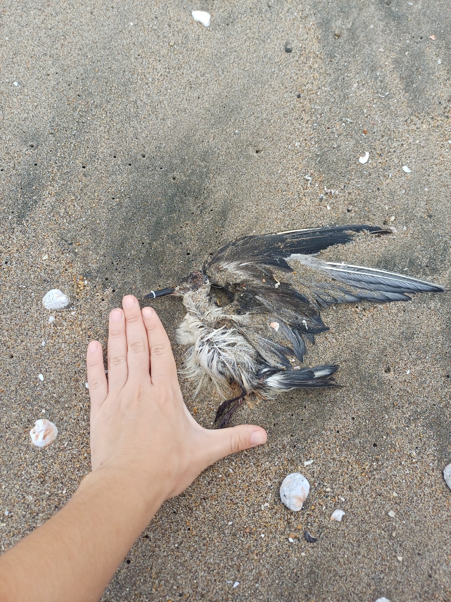 Black Tern (Chlidonias niger), photo 2