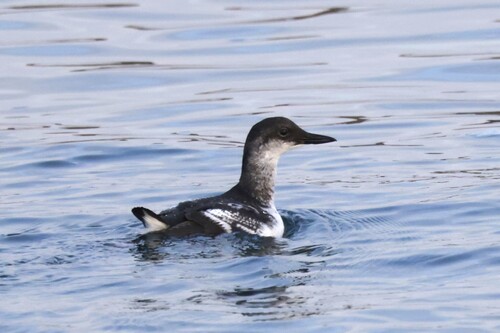 Pigeon Guillemot (Cepphus columba), photo 5