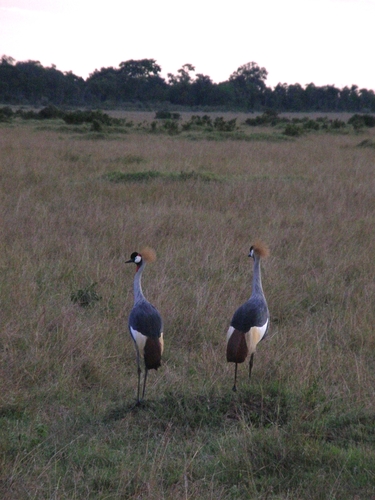 iNaturalist: (c) Cathy Pasterczyk, some rights reserved (CC BY-NC), uploaded by Cathy Pasterczyk iNaturalist image