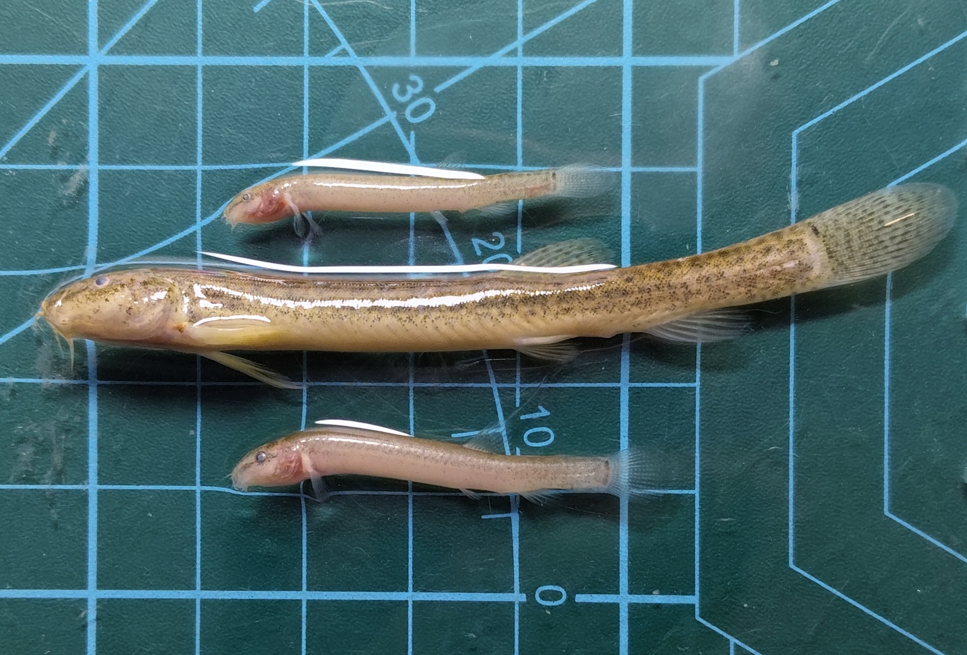 Misgurnus anguillicaudatus