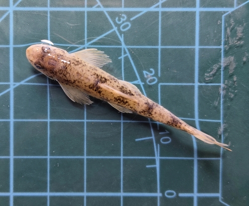 Yangtze gudgeon (Microphysogobio chinssuensis) — Cyprinidae