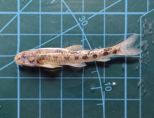 Yangtze-dwerggrondel (Microphysogobio chinssuensis) — Cyprinidae — 2