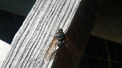 Satyramoeba hetrusca