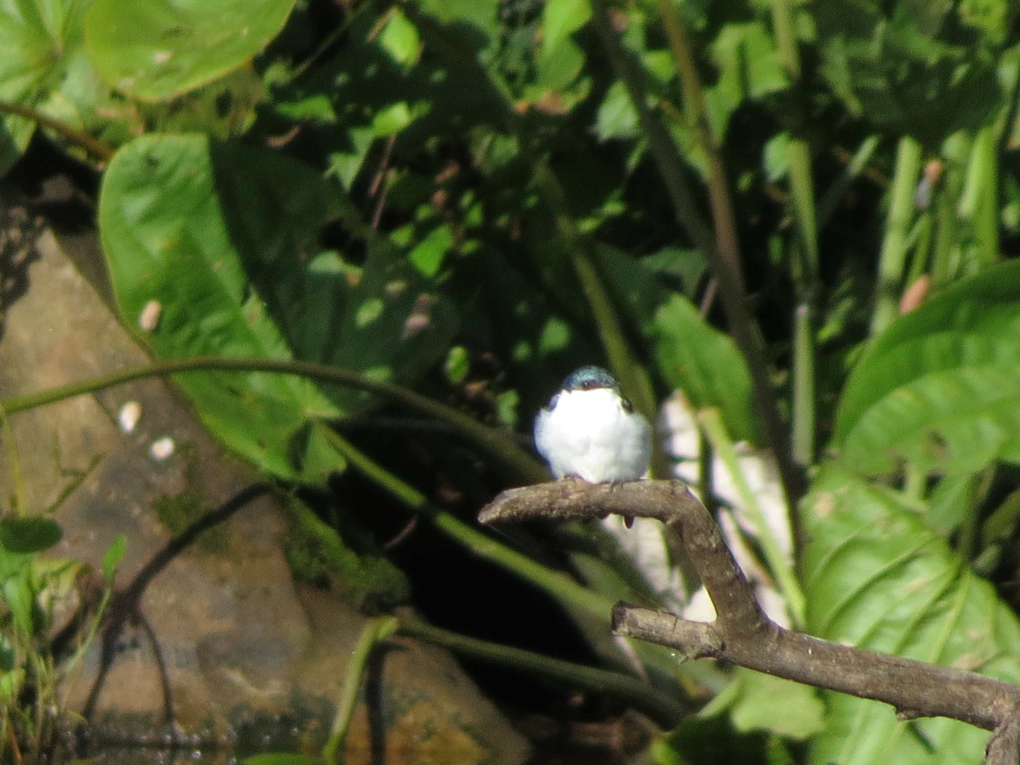White-winged Swallow (Tachycineta albiventer), photo 2