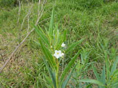 Solanum glaucophyllum