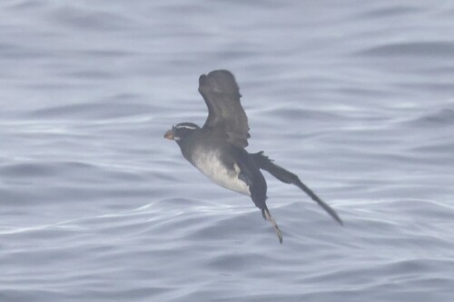 Rhinoceros Auklet (Cerorhinca monocerata), photo 6