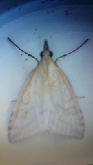 Udea lutealis
