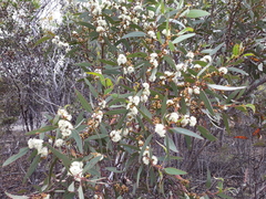 Eucalyptus conglobata