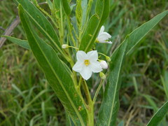 Solanum glaucophyllum