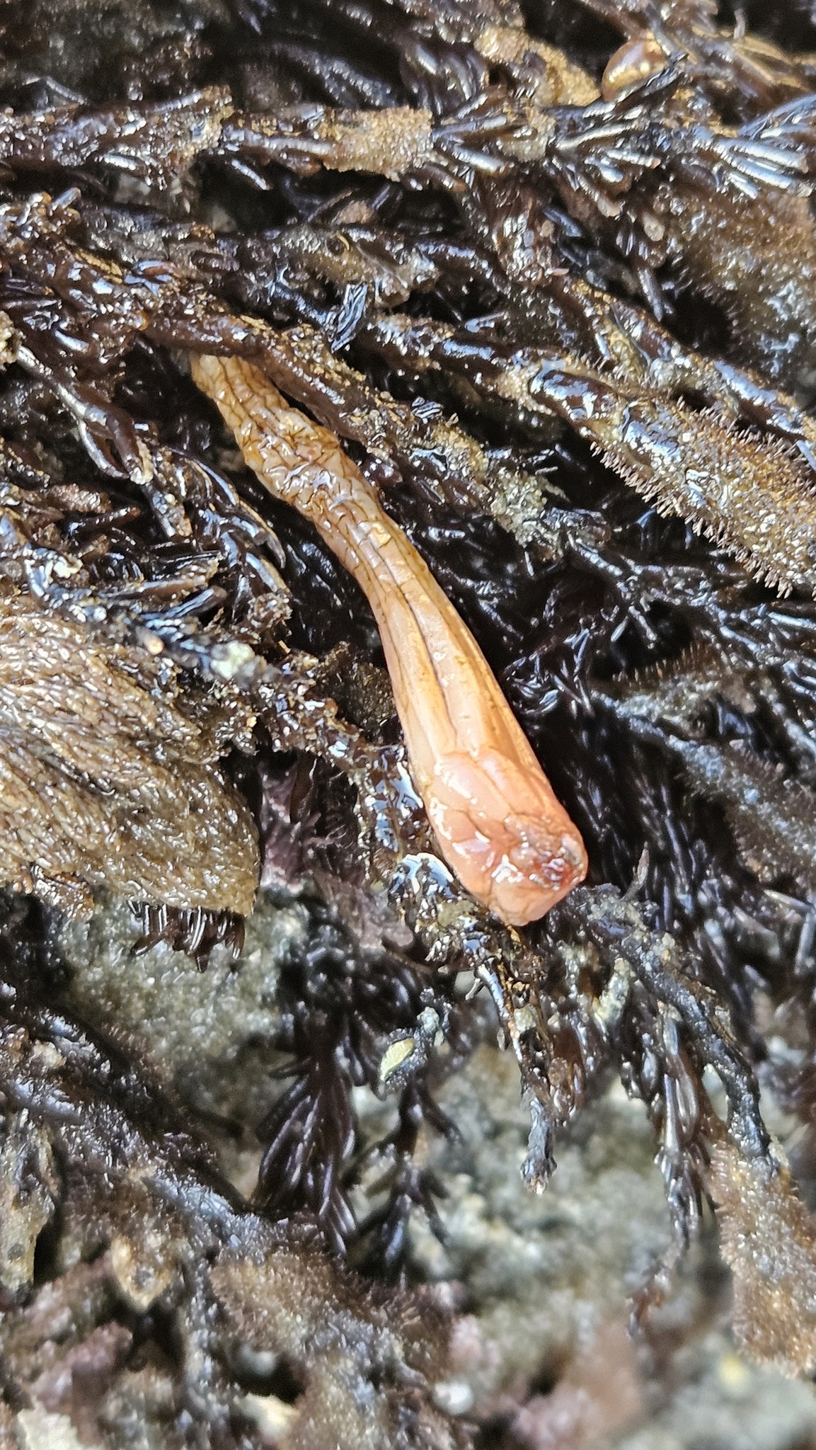 Styela montereyensis (Dall, 1872)