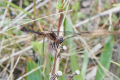 Erythrodiplax minuscula