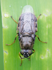 Odontomyia tigrina