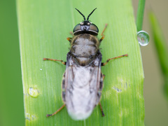 Odontomyia tigrina