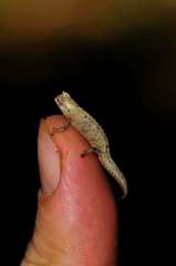 Brookesia tuberculata