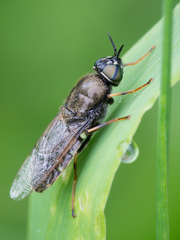 Odontomyia tigrina