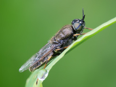 Odontomyia tigrina