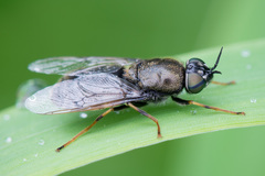 Odontomyia tigrina