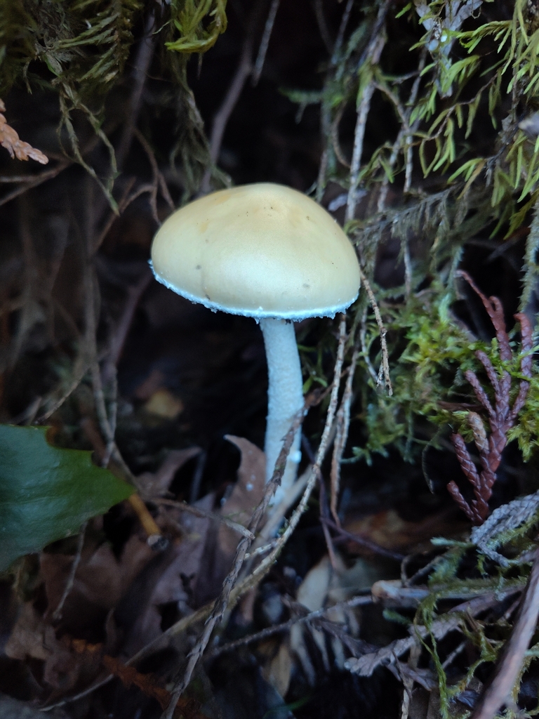 Stropharia ambigua · January 2026 · photo: © stillandrew (iNaturalist, cc-by)