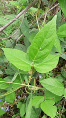 Calopogonium caeruleum