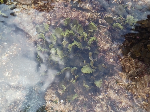 Sargassum aquifolium observed 2026-01-18