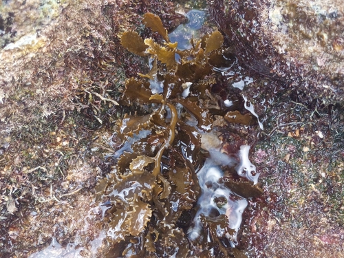 Sargassum aquifolium observed 2026-01-18