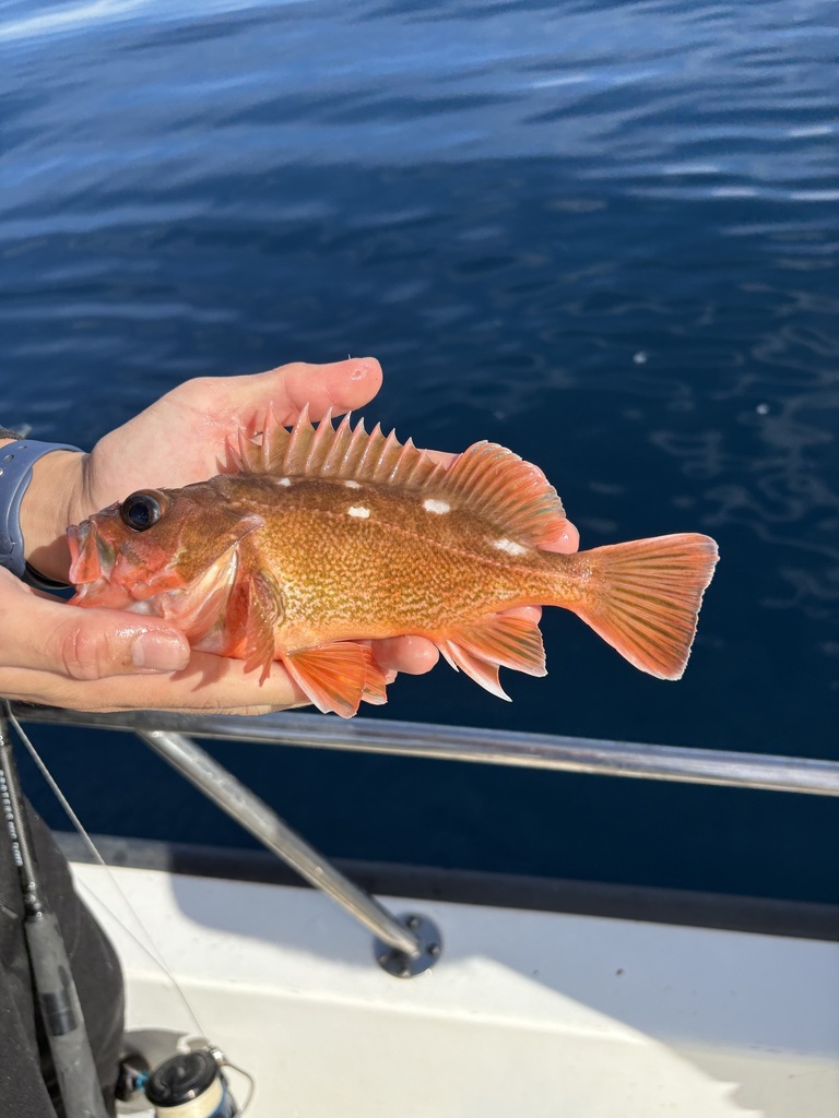 Honeycomb rockfish (Sebastes umbrosus) — Sebastidae