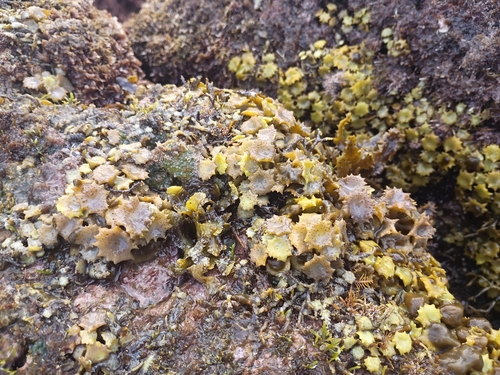 Turbinaria ornata observed 2026-01-18
