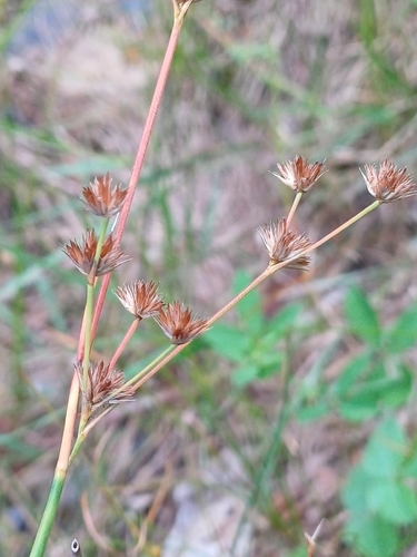 tapered rush (Juncus acuminatus)