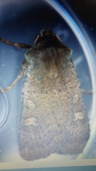 Xestia xanthographa