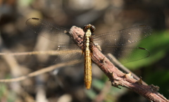Anisoptera