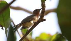 Coccycua pumila