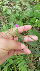 Tephrosia vicioides