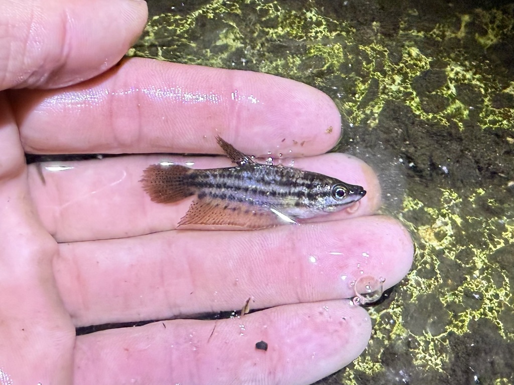 Croaking gourami (Trichopsis vittata) — Osphronemidae