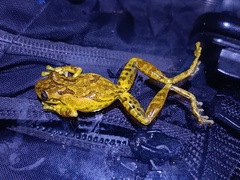 Cabra Treefrog photo 2