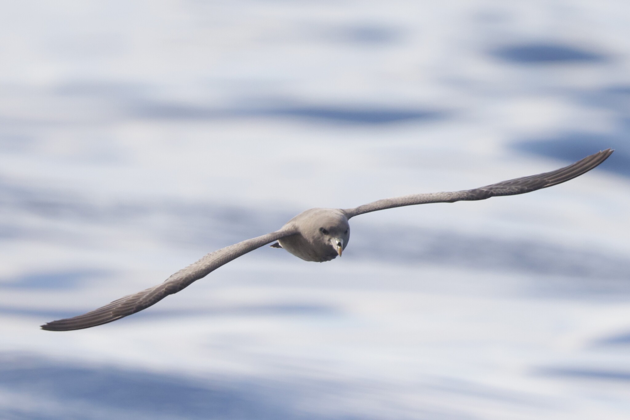 Northern Fulmar (Fulmarus glacialis), photo 2