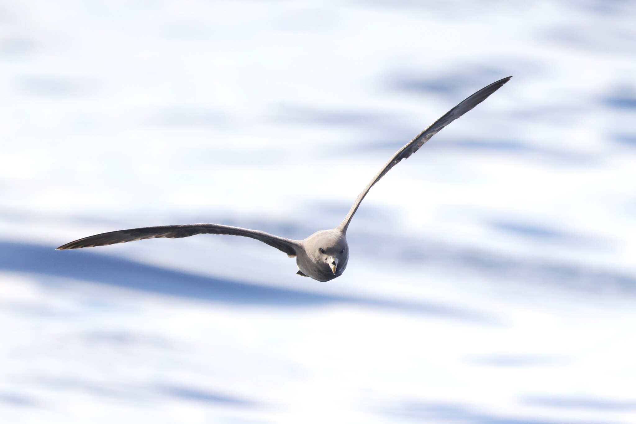 Northern Fulmar (Fulmarus glacialis), photo 3