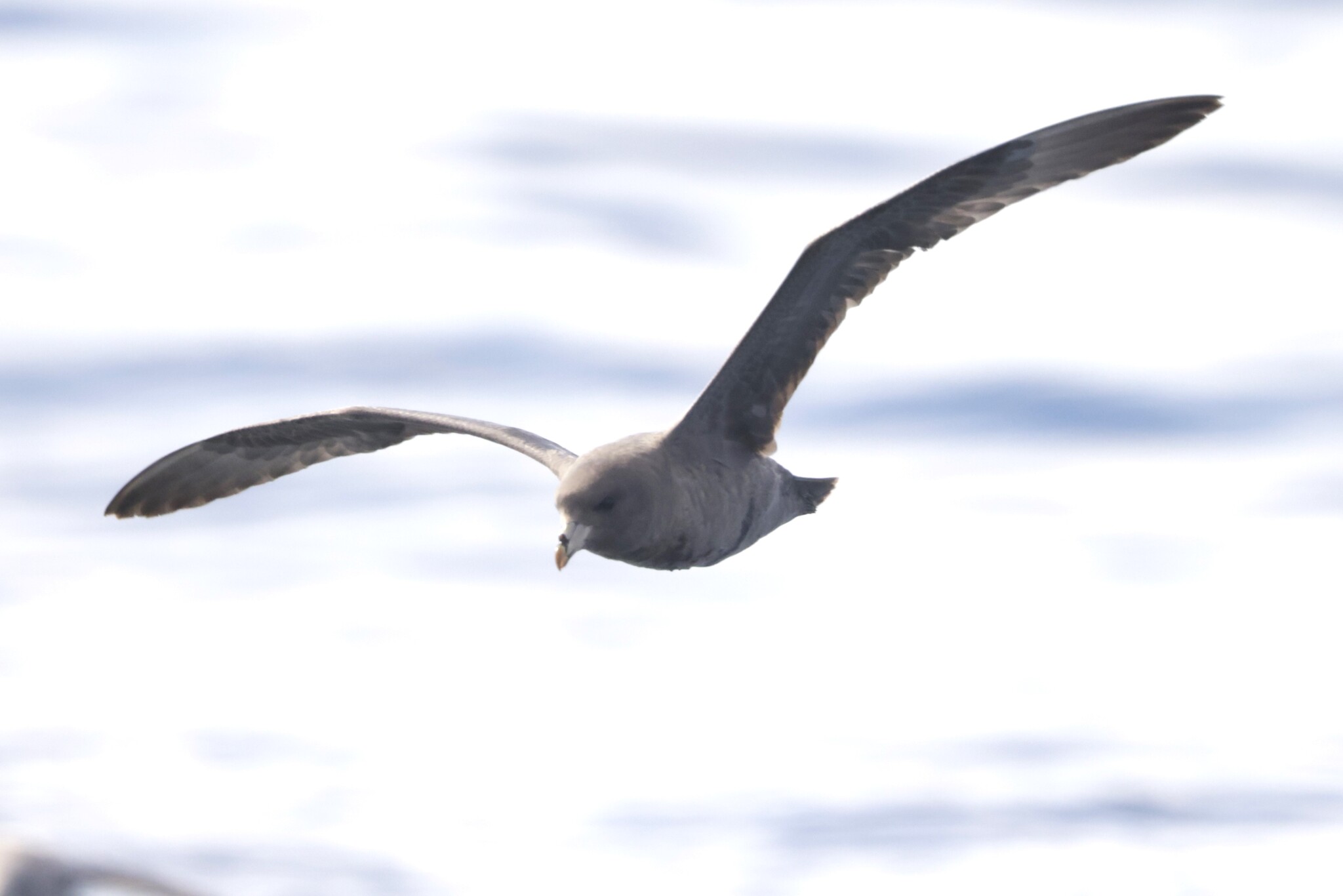 Northern Fulmar (Fulmarus glacialis), photo 4
