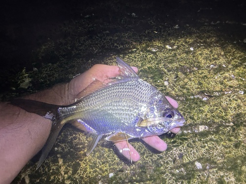 Broad shad (Diapterus auratus) — Gerreidae